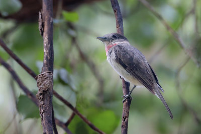 Rose-throated Becard