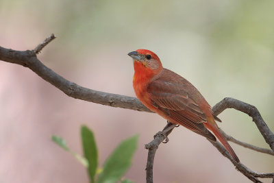 Hepatic Tanager