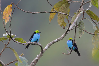 Paradise Tanager