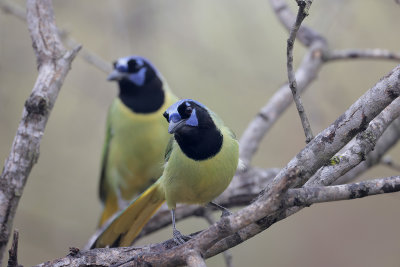 Green Jay