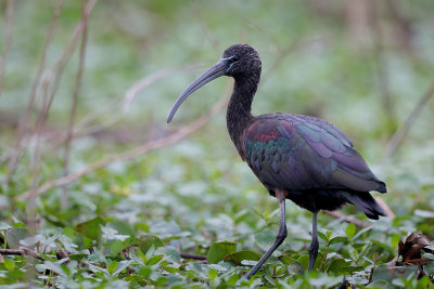 Glossy Ibis