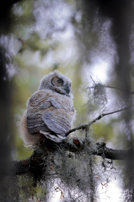 Great Horned Owl