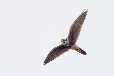 Aplomado Falcon