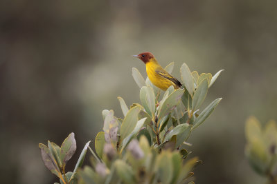 Yellow Warbler (Mangrove)