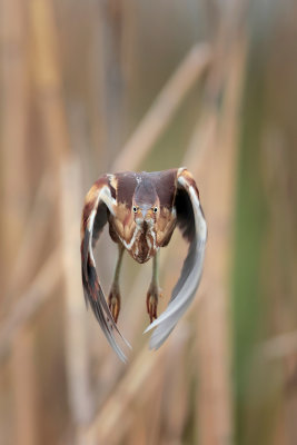 Least Bittern