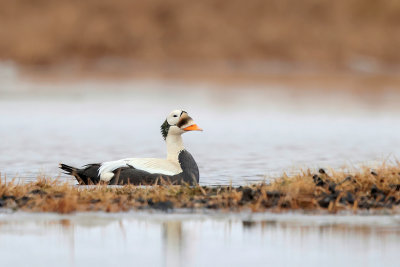 Spectacled Eider