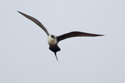 Long-tailed Jaeger