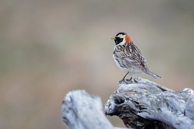 Lapland Longspur