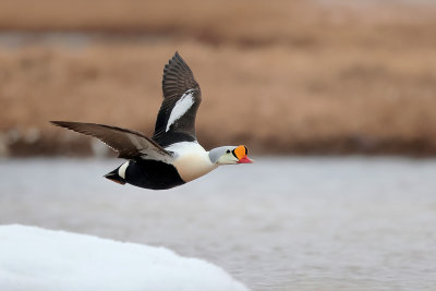 King Eider