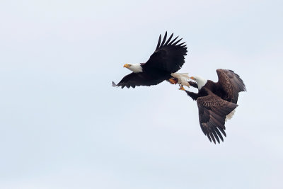 Bald Eagle