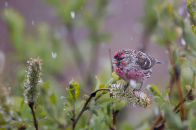 Common Redpoll