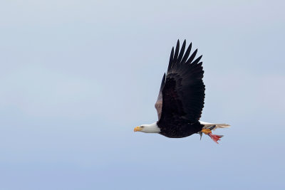 Bald Eagle