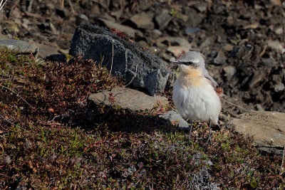 Northern Wheatear