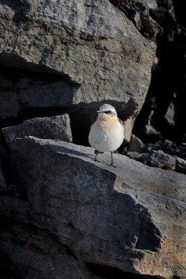 Northern Wheatear