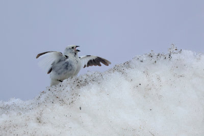 Snow Bunting