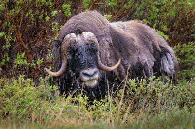 Musk Ox