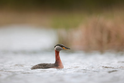 Red-necked Grebe