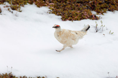 Rock Ptarmigan