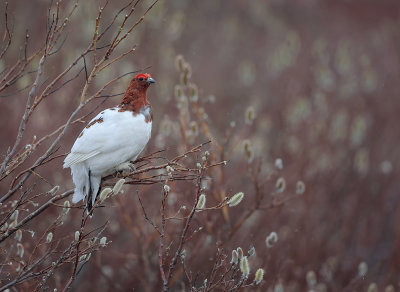 Willow Ptarmigan