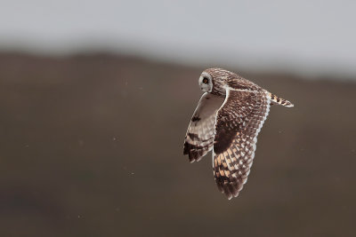 Short-eared Owl