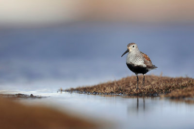 Dunlin