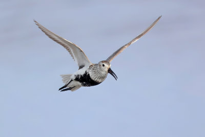 Dunlin