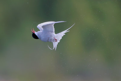 Arctic Tern