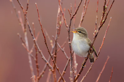 Arctic Warbler