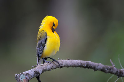 Prothonotary Warbler