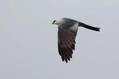 Mississippi Kite