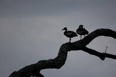 Black-bellied Whistling Duck