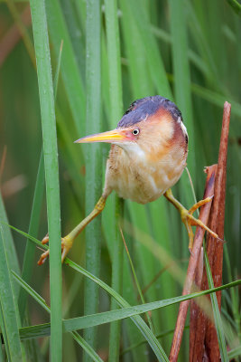 Least Bittern