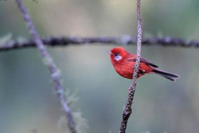 Red Warbler