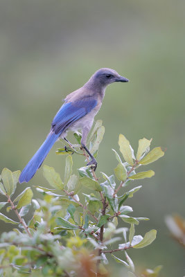 Florida Scrub Jay