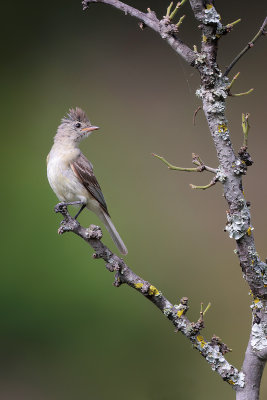 Northern Beardless Tyrannulet