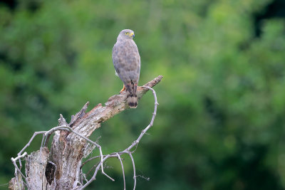 Roadside Hawk