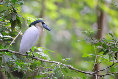 Boat-billed Heron