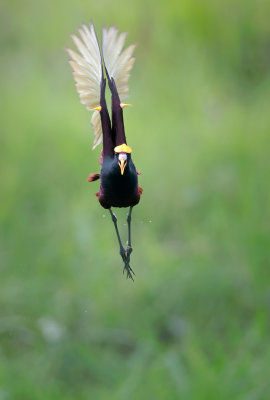 Northern Jacana