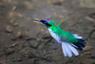 Purple-crowned Fairy