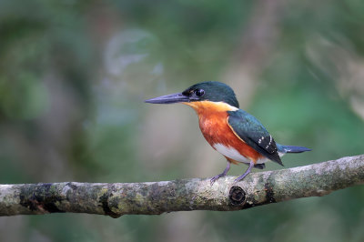 American Pygmy Kingfisher