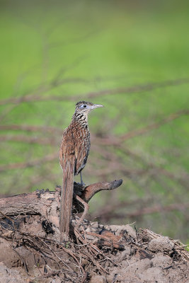 Lesser Roadrunner