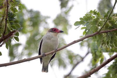 Masked Tityra