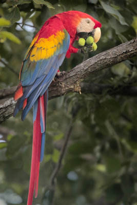 Scarlet Macaw