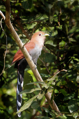 Squirrel Cuckoo