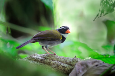 Orange-billed Sparrow