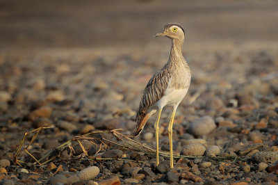 Double-striped Thick-knee