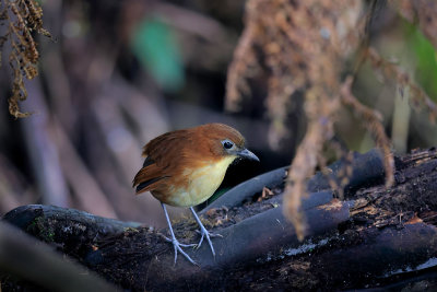 Yellow-breasted Antpitta