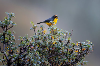 Spectacled Redstart