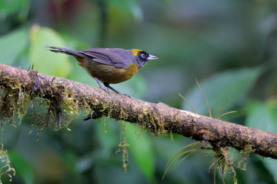 Dusky-faced Tanager