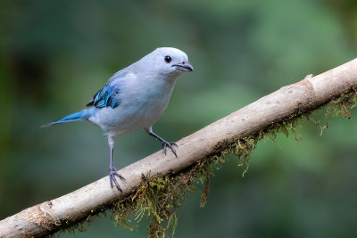 Blue-gray Tanager